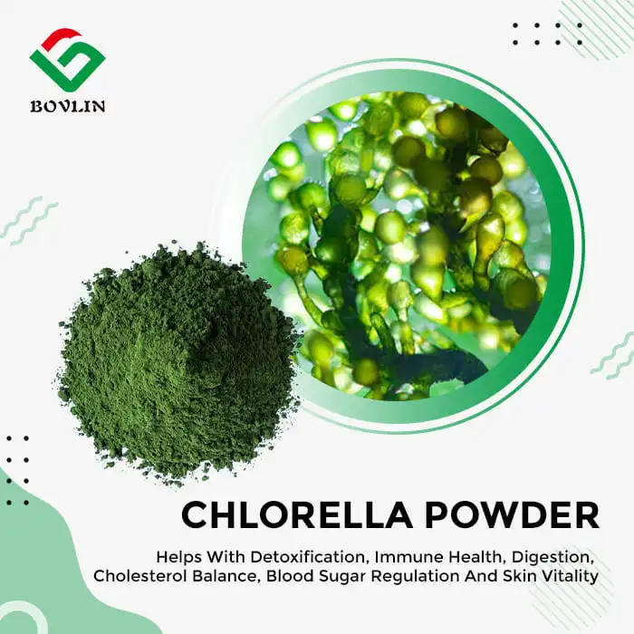 Best Chlorella Powder